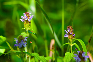 
forest flowers in green grass for background and text
