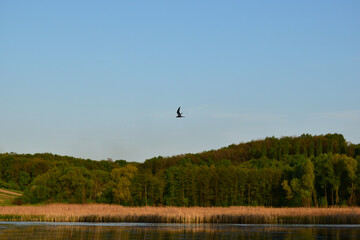 
a bird in the sky flies over the river
