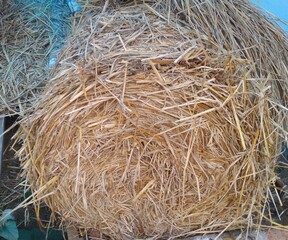 straw in the nest
