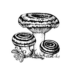 Vector drawing of niscalo black and white graphics, pink wolf, chanterelle, lamellar mushrooms, gourmet cuisine, vegetarian, autumn mushrooms isolated on white background for printing, cookbook, logo.