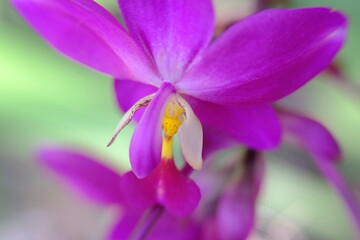 beautiful blue flower wallpaper background, macro flower and defocused