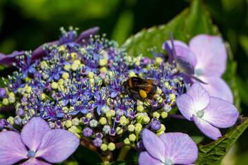 Hummel auf Hortensie