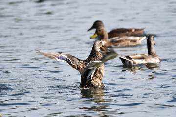 Enten und Wildgänse am Wasser