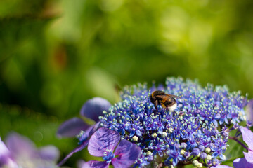 Hummel auf Hortensie