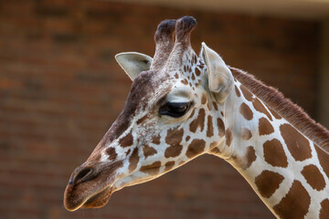 Netzgiraffe