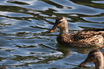 Enten und Wildgänse am Wasser