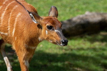 Sitatunga 