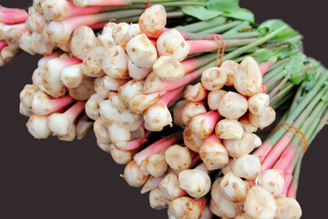 The young galangal tree, which is a good medicine and spices