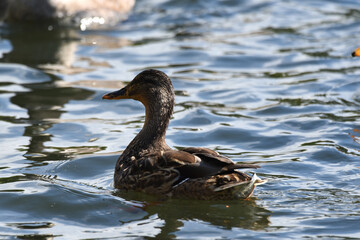 Enten und Wildgänse am Wasser