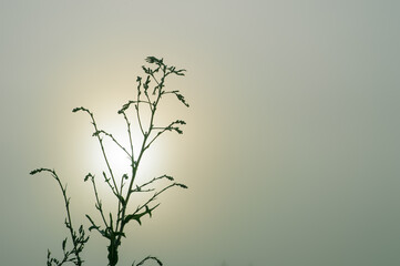 A green branch against the sun in a haze on a gray background.