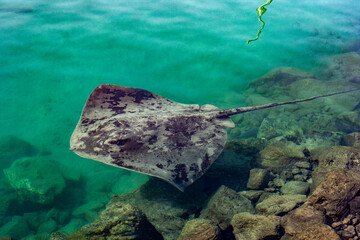 Rochen im Hafen von Morro Jable, Fuerteventura, Kanaren, Spanien © Flo129