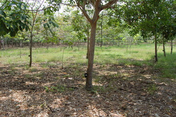 アジアの熱帯にあるゴムの木のプランテーション