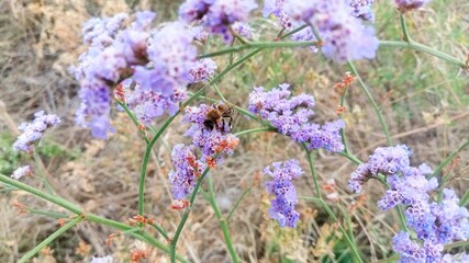bee on purple limonium flower