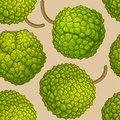 calodendrum vector pattern