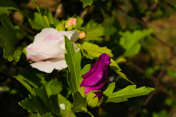 White and purple hibiscus in the sun