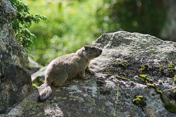 Wild lebendes Murmeltier in der Bergwelt Osttirols