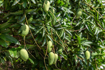 Green mango fruits hanging down from its tree