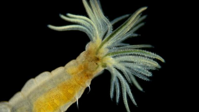 Worm Manayunkia baicalensis under a microscope, of the family Fabriciidae, has a corolla of tentacles at the front end with which they breathe. They feed on detritus. Sample found at Lake Baikal