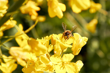 bee on yellow flower