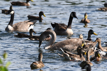 Enten und Wildg&auml;nse am Wasser