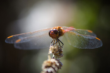 macrophotography of dragonfly
