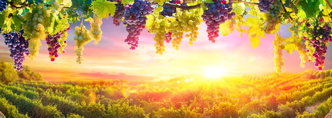Foto auf Acrylglas Weintrauben hängende Weinpflanzen mit defokussiertem Weinberg bei Sonnenuntergang © Romolo Tavani