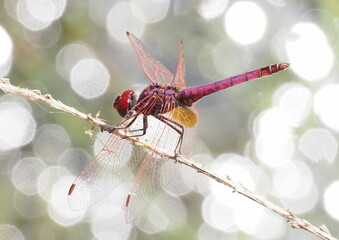 dragonfly, insect, nature, macro, bug