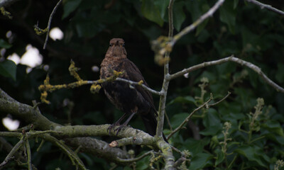 Fledgling blackbird perching in a tree, with leaves twigs and leaves 