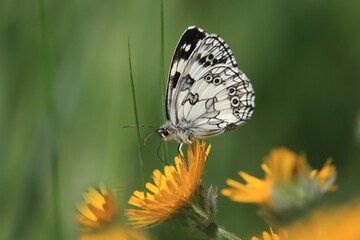 Butterfly Marbled white sitting on the yellow flower. A butterfly with an unmistakable design forming a black cross-linkage on a white, checkered, black and white background. Melanargia galathea
