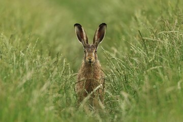 hare sitting in the grass. Wildlife scene from nature. Lepus europaeus.