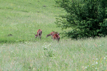 Hirschkuehe, Weibliche Hirsche, Hirsche, Cervidae. Die Tiere aesen am Waldrand. Bergwiesen, Thueringen, Deutschland, Europa