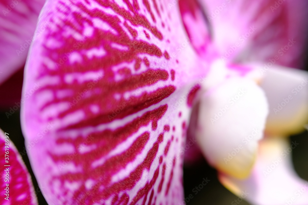 Poster close up orchid flower wallpaper background macro flower