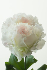 花flower