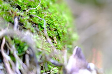 Green leaves abstract background and defocused 