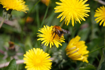 Hummeln auf der Bluete des Loewenzahn (Bombus). Thueringen, Deutschland, Europa