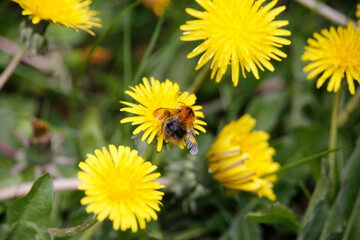 Hummeln auf der Bluete des Loewenzahn (Bombus). Thueringen, Deutschland, Europa