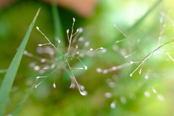 dew drops on a grass