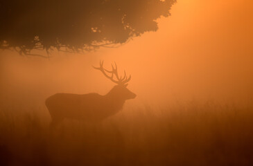 Silhouette of Red deer stag on a misty morning
