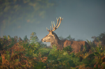 Red deer stag on a misty autumn morning