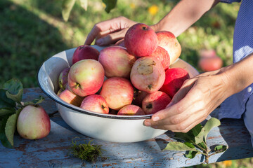 Harvest of the fresh dewy apples in the white bowl on the bench in the garden in early morning, person keeps bowl with apples, agriculture and food concept, soft focus