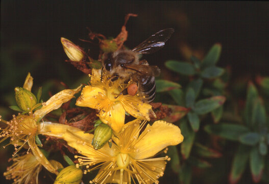 Biene mit Pollenhöschen auf einer Johanniskrautblüte