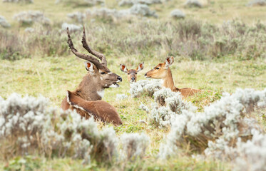 Close up of a male and female Mountain Nyala lying in the grass