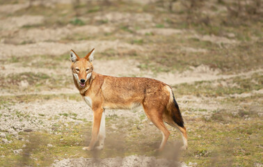 Close up of a rare and endangered Ethiopian wolf