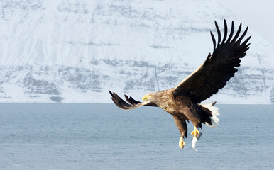 White-tailed sea Eagle in flight