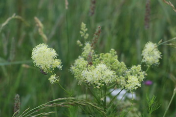 A close up of a flower