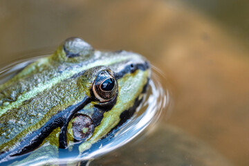 Green and brown, pond frog (Rana esculenta) waiting in the water for hunting for flies and other insects, close-up onto the frog eye, looking from the back top view