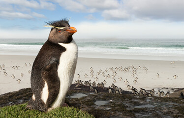 Close up of Southern rockhopper penguin standing on a rock