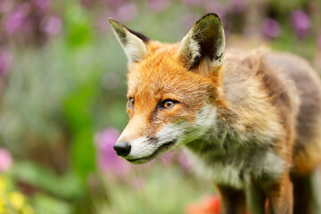 Portrait of a red fox in summer