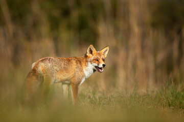 Close up of a playful Red fox standing in the field of grass