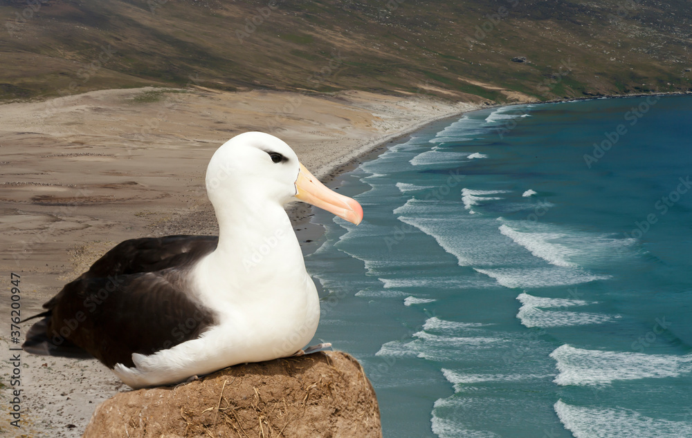 Wall mural black-browed albatross sitting on a mud pillar nest on a coast
